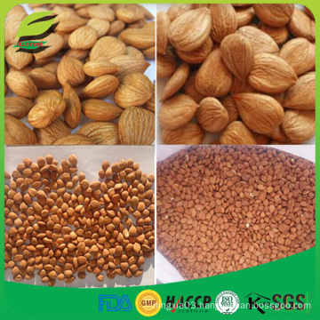 China bulk bitter apricot kernel without shell